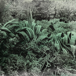 Alfons ALT - Agaves à Montmajour 30x40 cm -