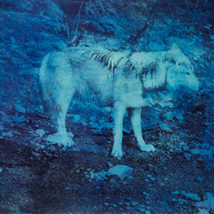 Alfons ALT - Loup bleu 40x60 cm