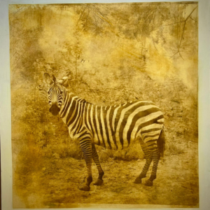 Alfons ALT - Zebra 70 x 60